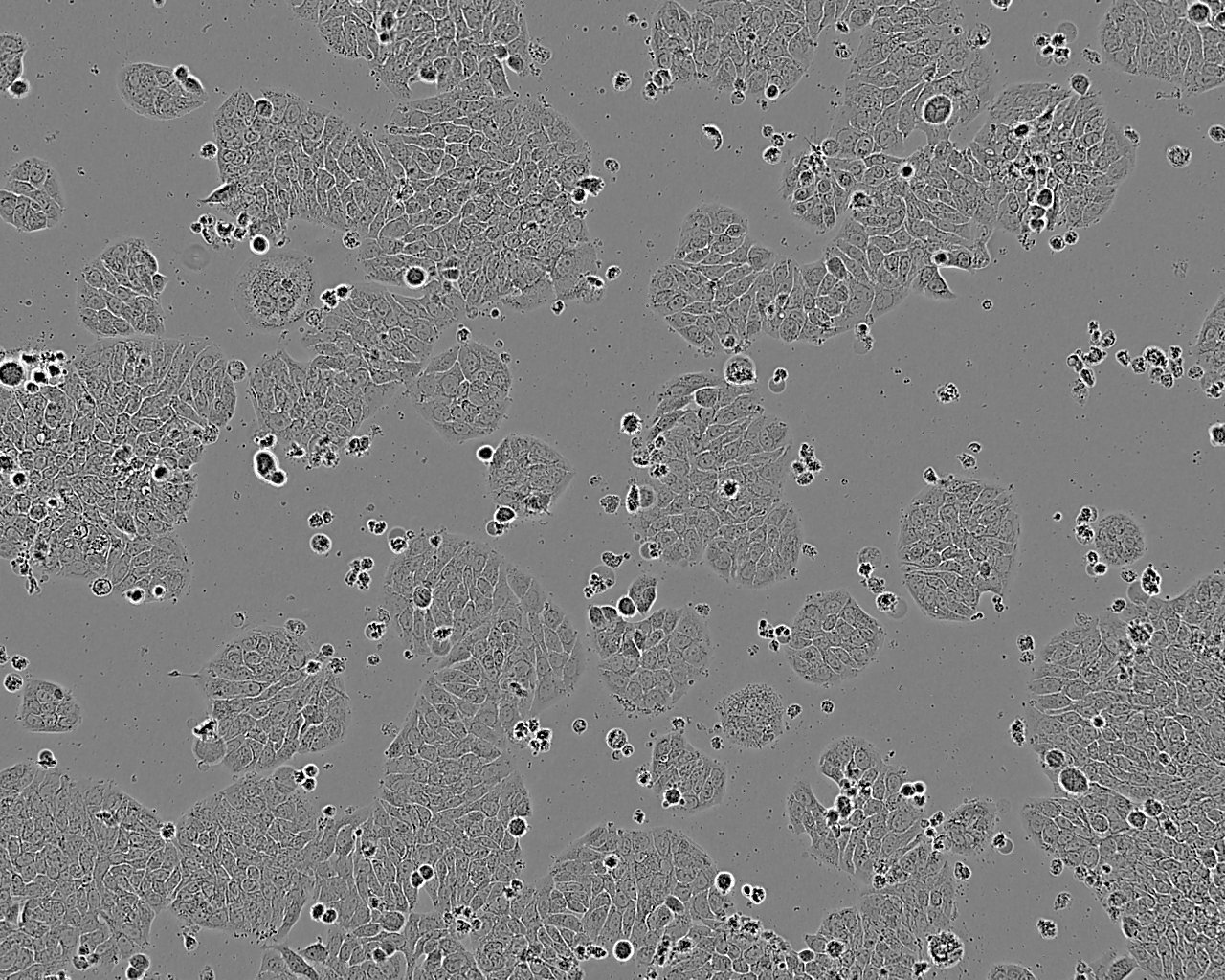 PG-4 (S+L-) epithelioid cells猫星形脑胶质细胞系