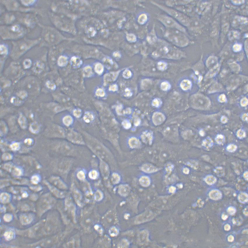 NCI-H1436 Adherent人小细胞肺癌细胞系
