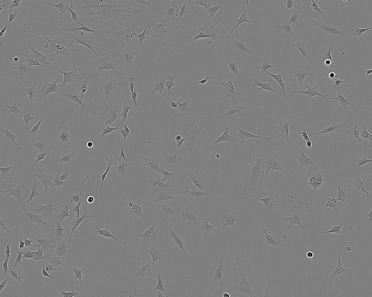 Fu97 epithelioid cells人胃癌细胞系