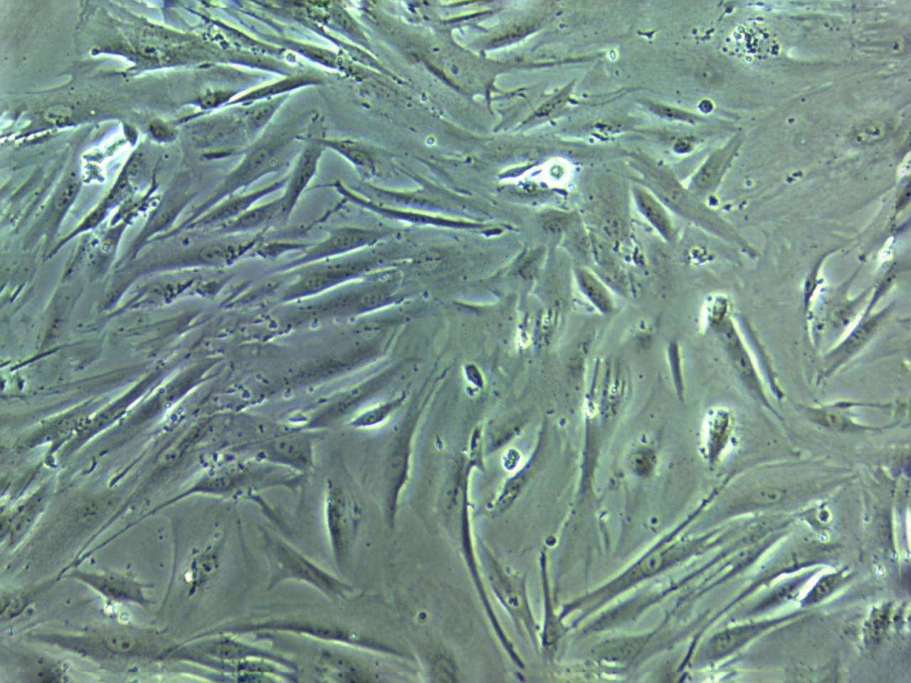 FAK+/+ fibroblast cells小鼠成纤维细胞系