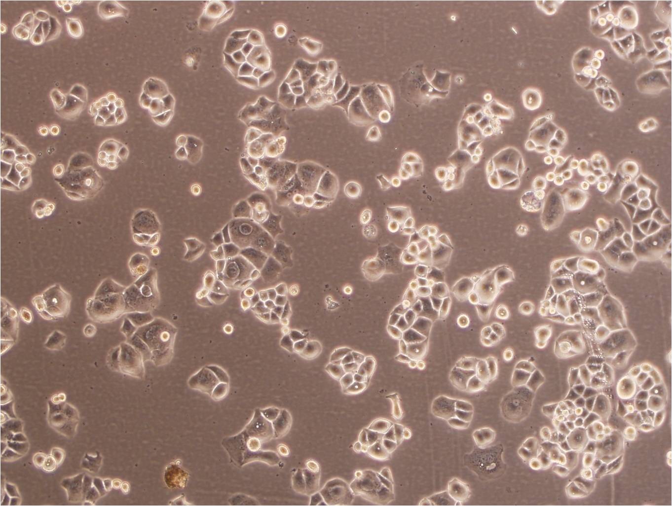 SW579 cell line人甲状腺鳞癌细胞系