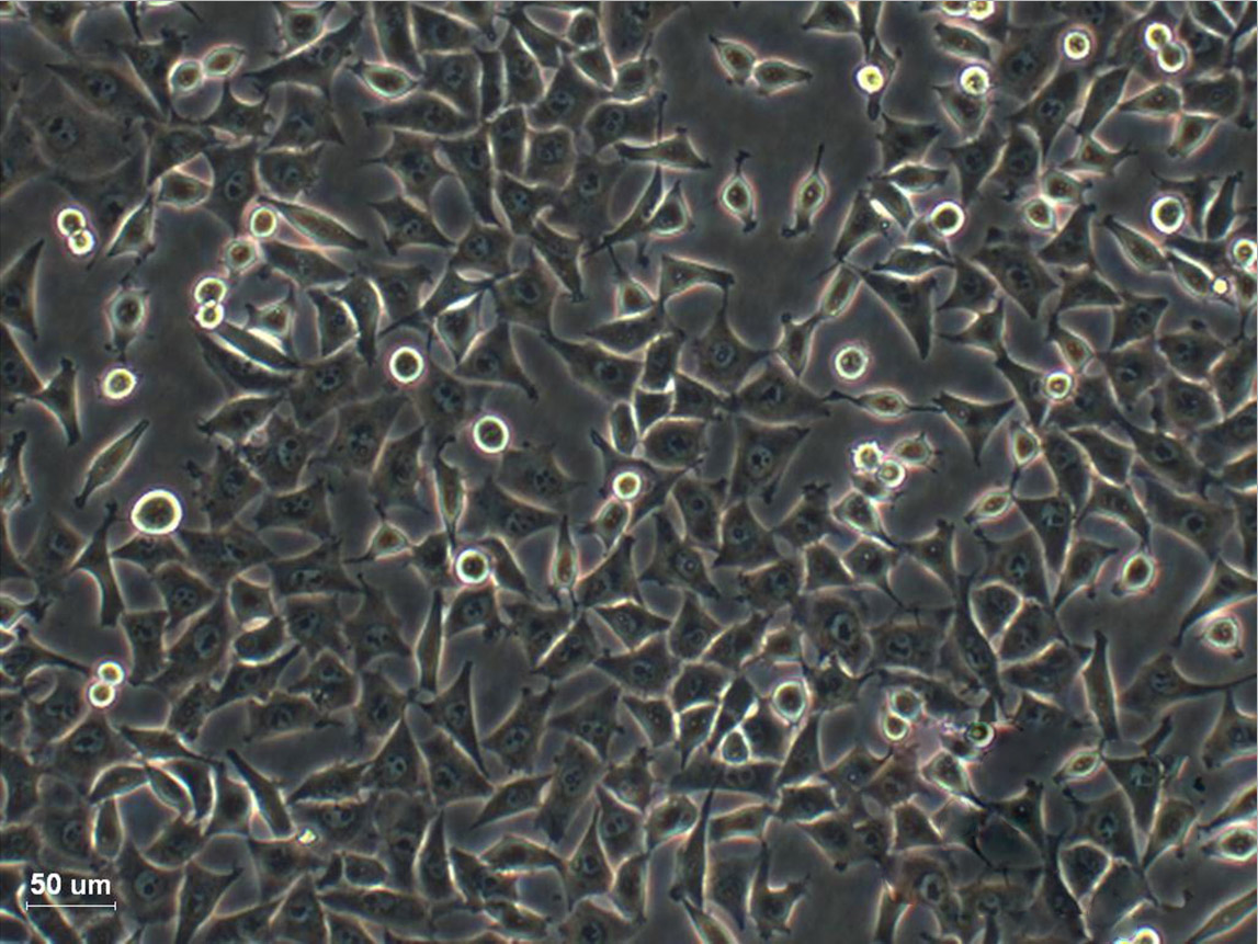 AGS cell line人胃腺癌细胞系