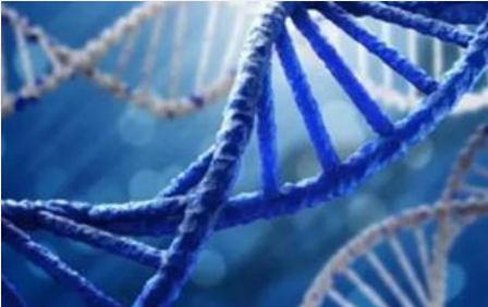 dipeptidyl peptidase II抑制剂