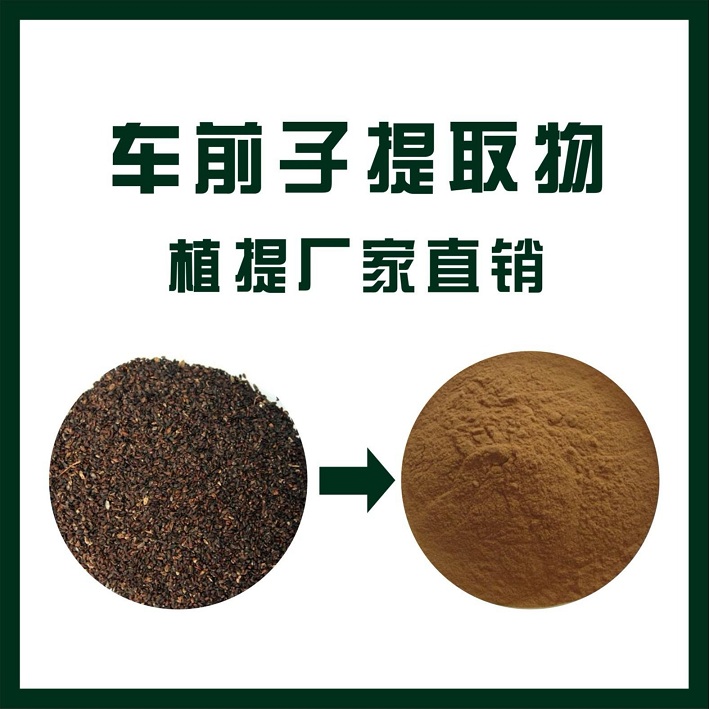 车前子提取物