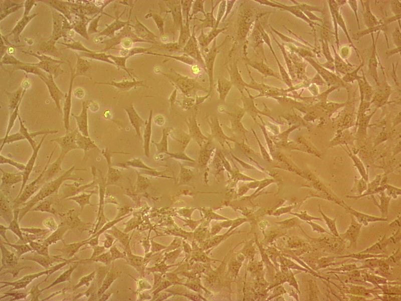 McCoy cell line小鼠成纤维细胞系