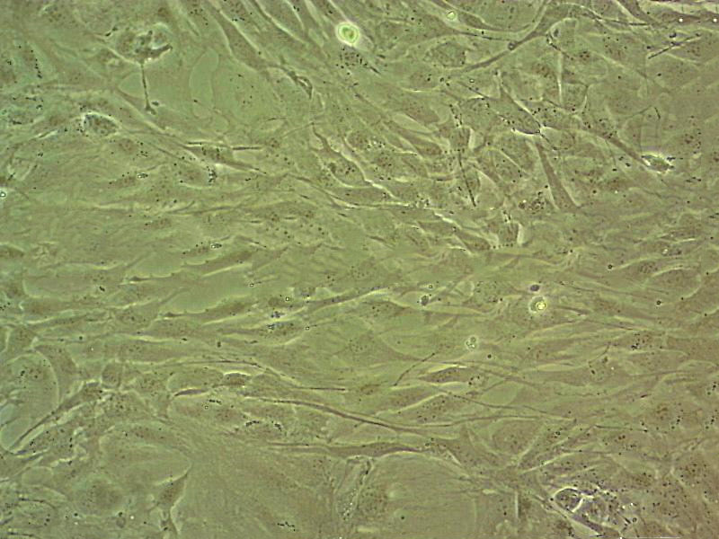 CCD-112CoN cell line人结肠成纤维细胞系