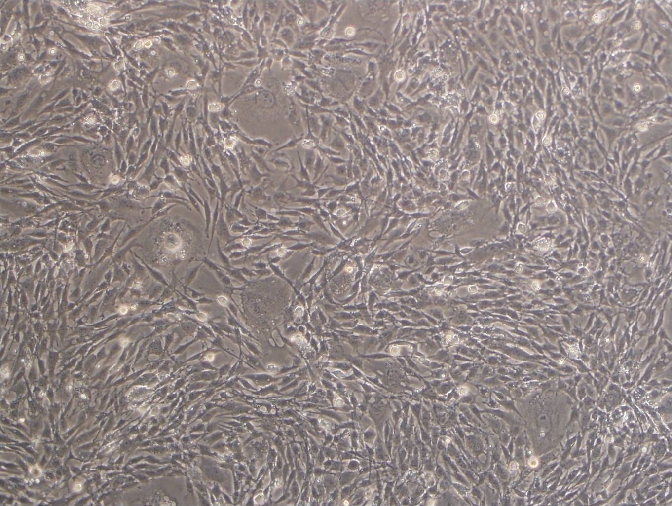NCI-H2452 cell line人间皮瘤细胞系