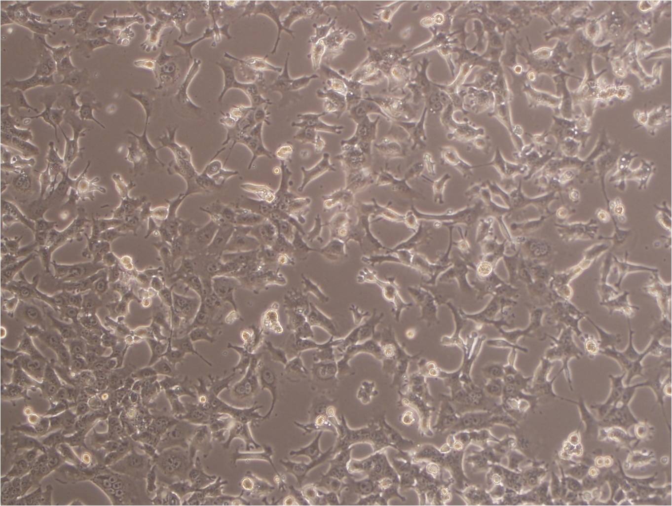 SW837 cell line人结直肠腺癌细胞系
