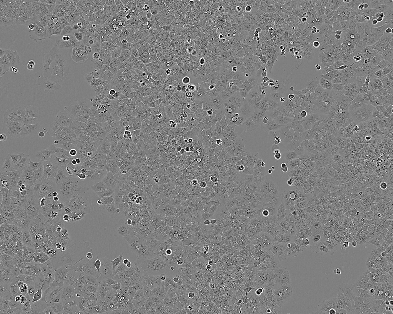 8505C 人甲状腺癌细胞系