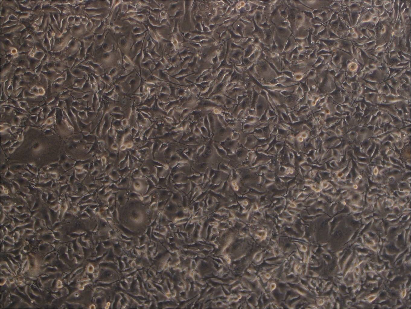 TE-8 cell line人食管癌细胞系