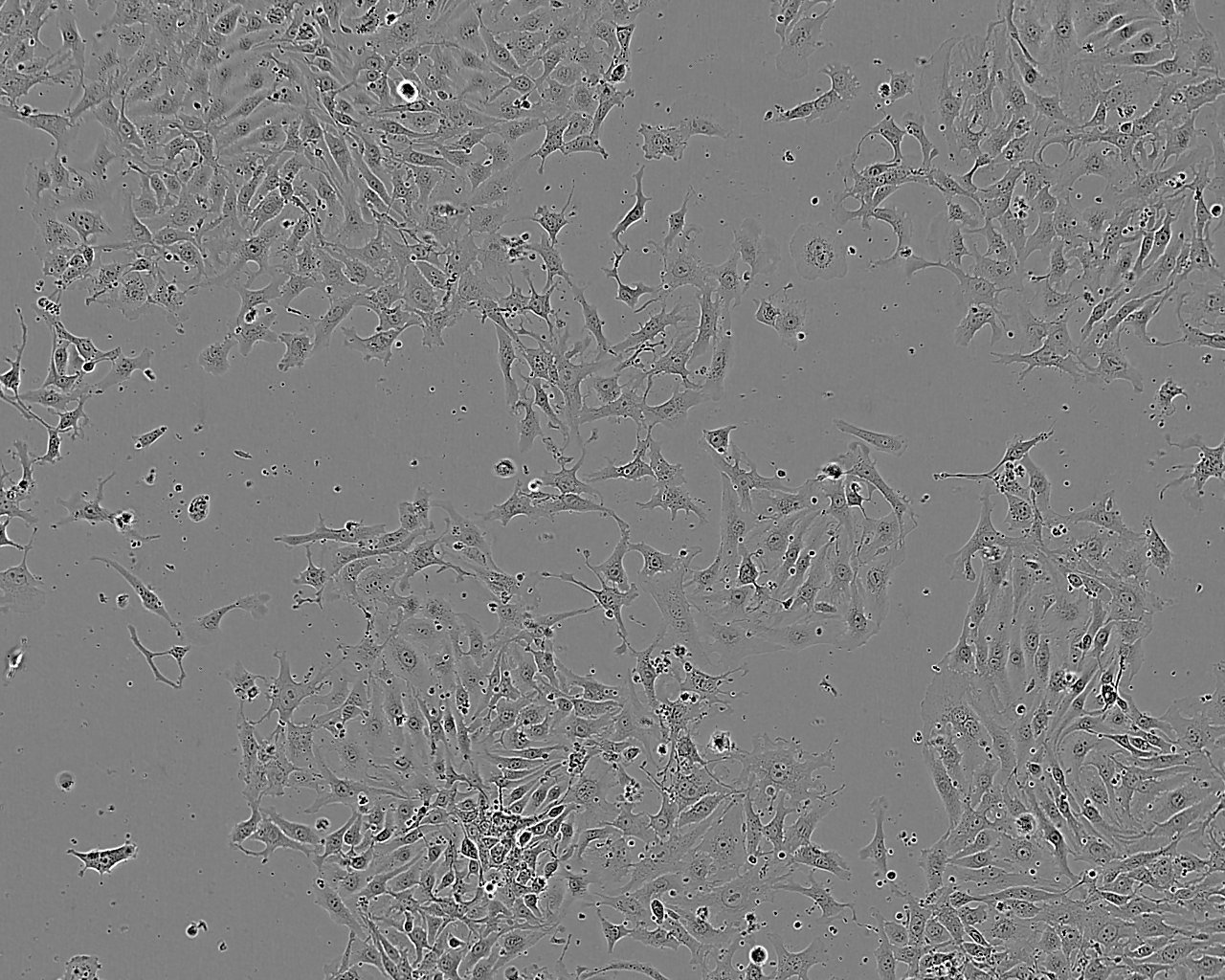 FRTL-5 大鼠甲状腺细胞系