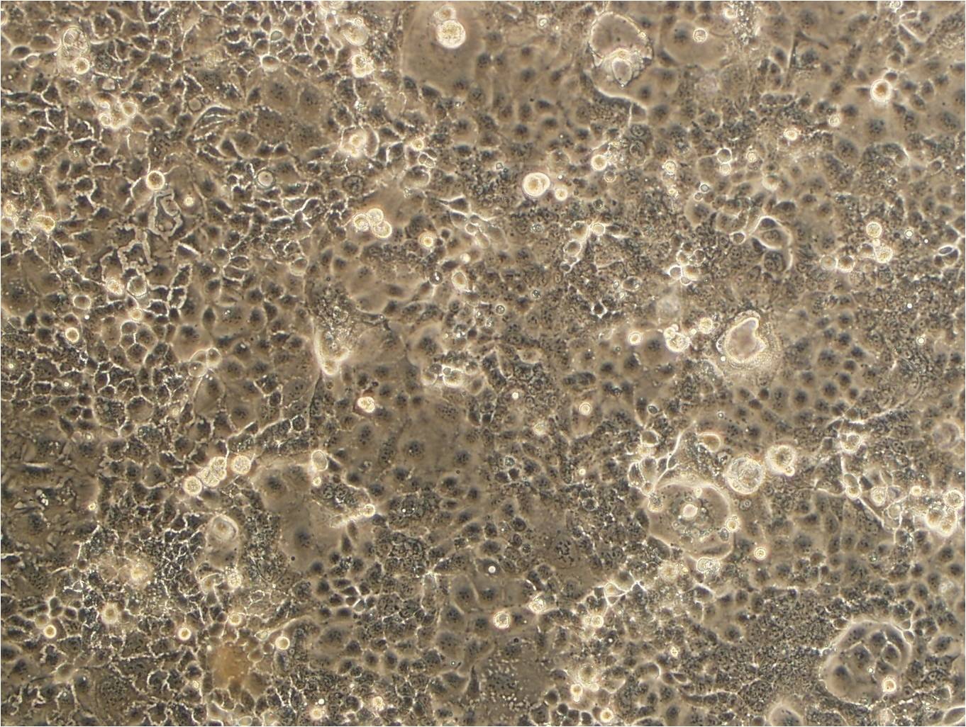 BPH-1 cell line人前列腺增生细胞系