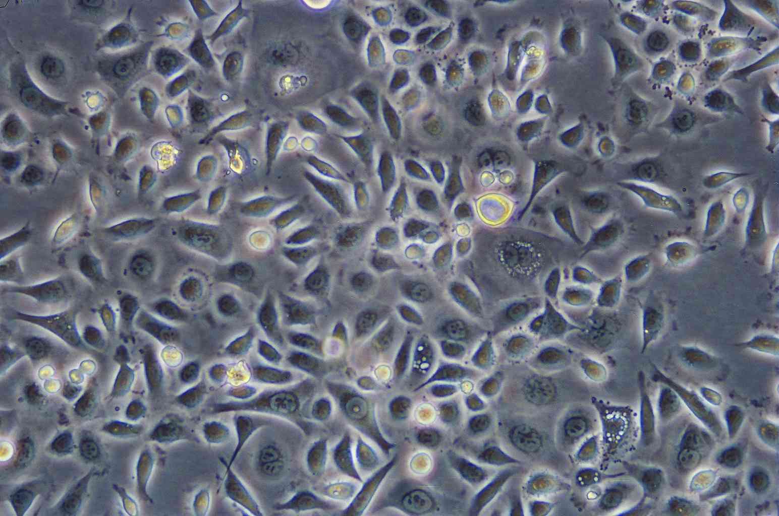 A2780/CP70 cell line人卵巢癌细胞系