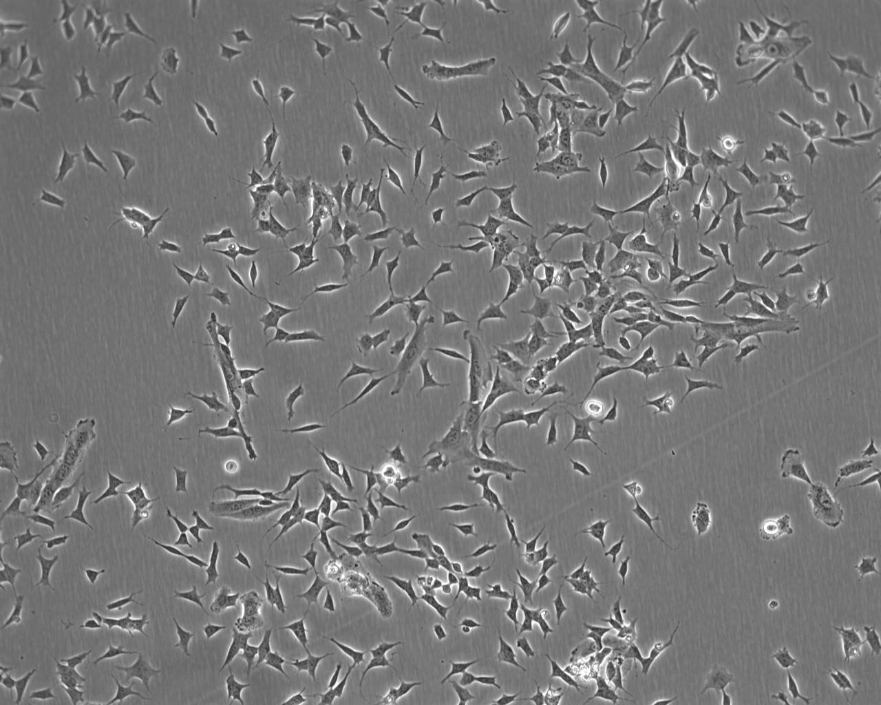 PC-2 [Human pancreatic carcinoma] 人胰腺癌细胞系
