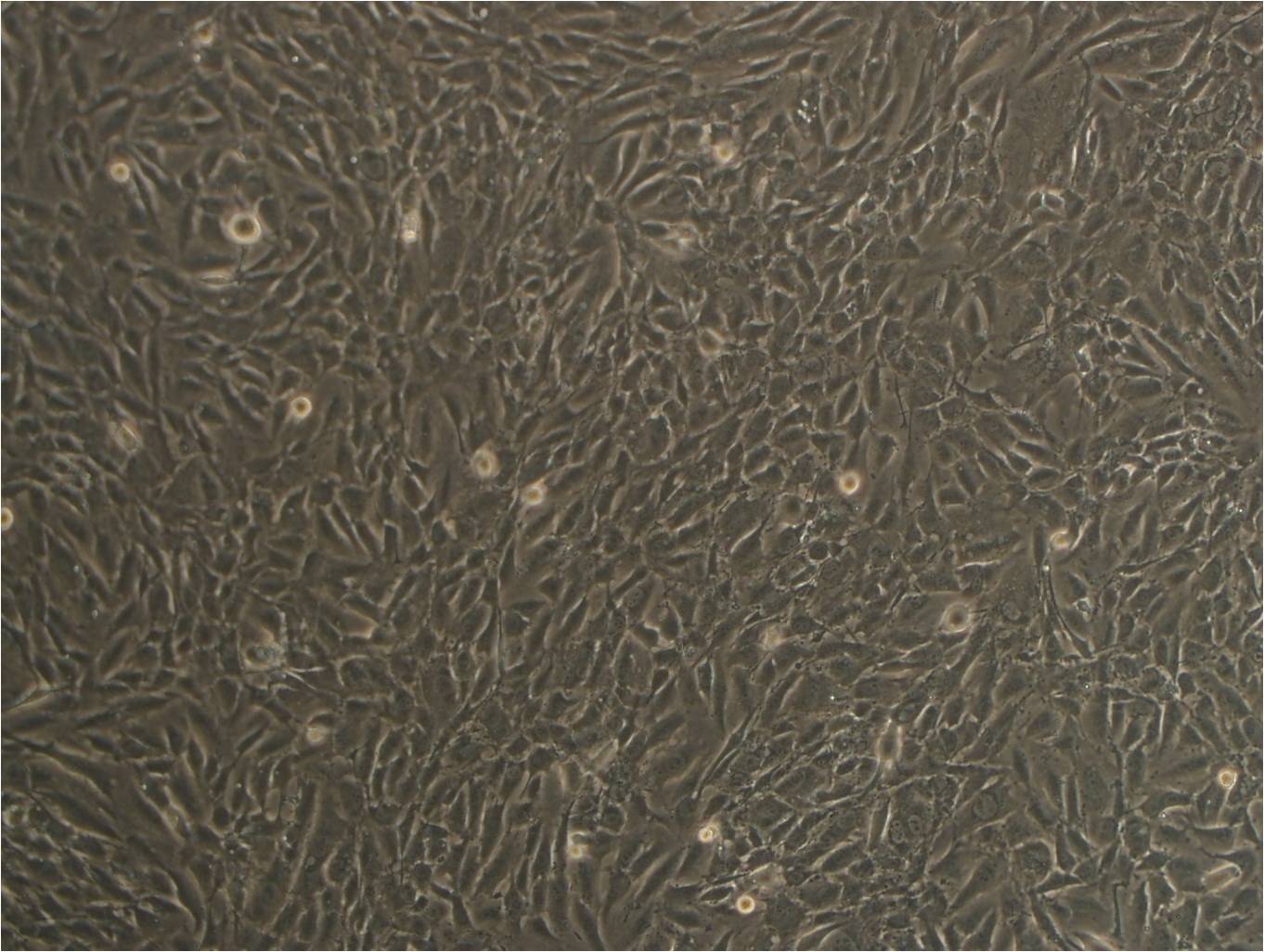 CPA 47 cell line牛肺血管内皮细胞系