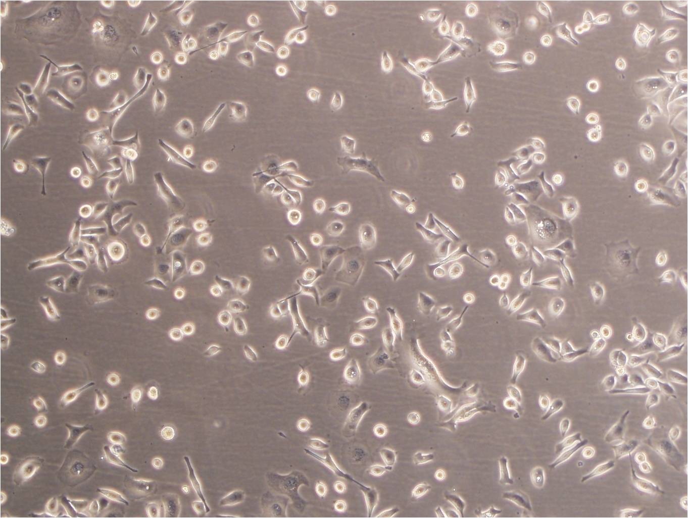 MTEC1 cell line小鼠胸腺上皮细胞系