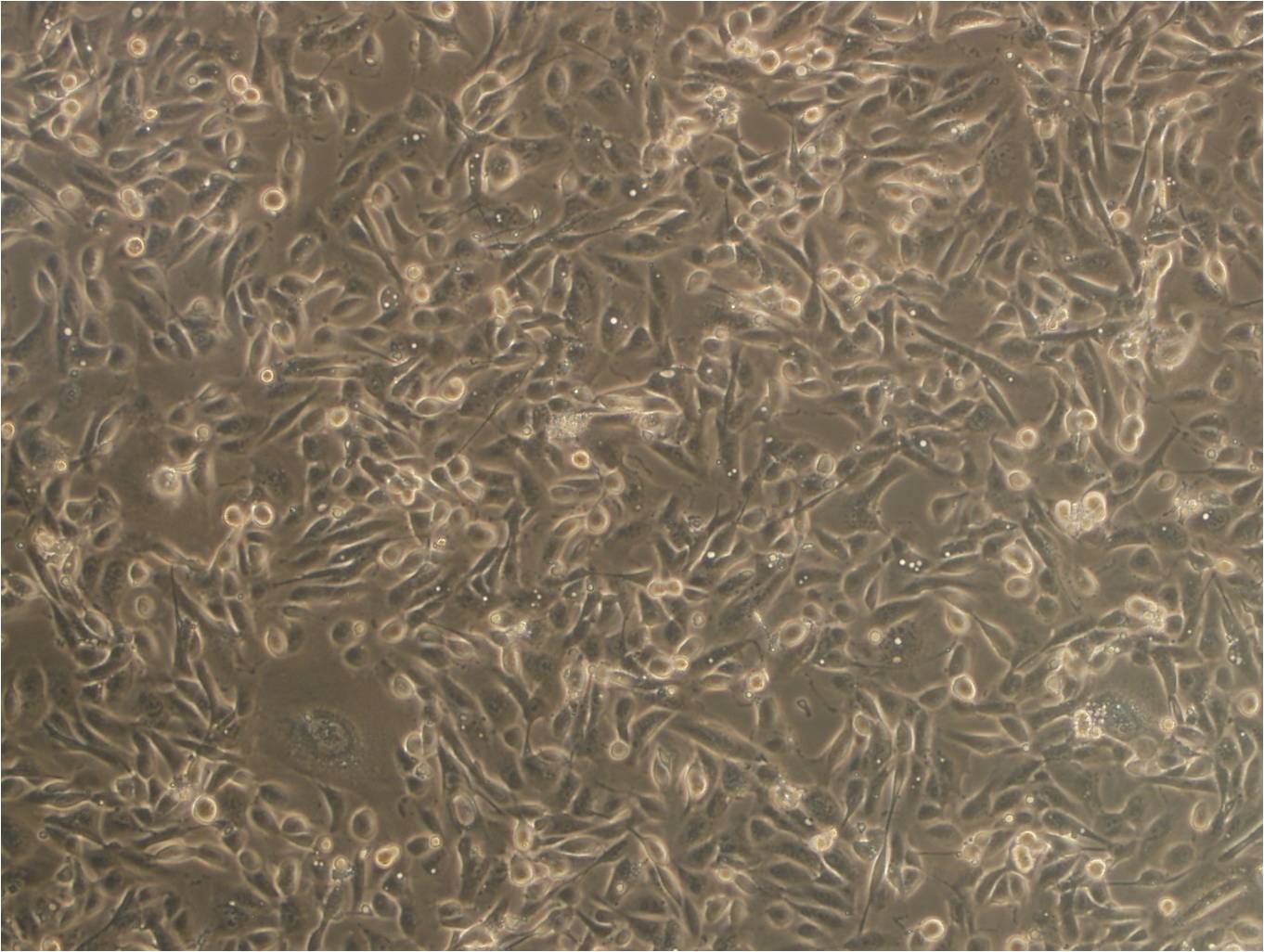 SK-CO-1细胞：人结直肠腺癌细胞系
