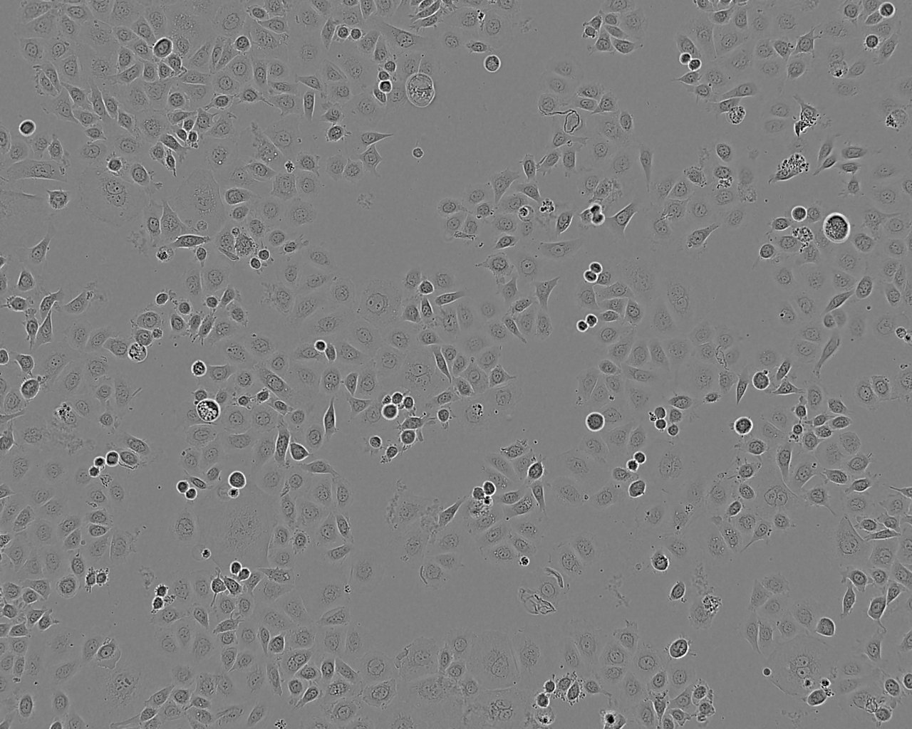 PA317细胞：逆转录病毒包被的NIH3T3细胞系