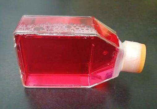 乳腺癌（肿瘤）干细胞