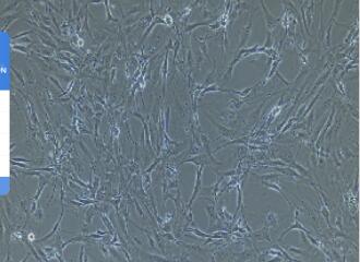 大鼠肺动脉内皮细胞