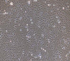 大鼠Ⅱ型肺泡上皮细胞