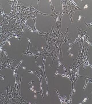 大鼠颈静脉内皮细胞