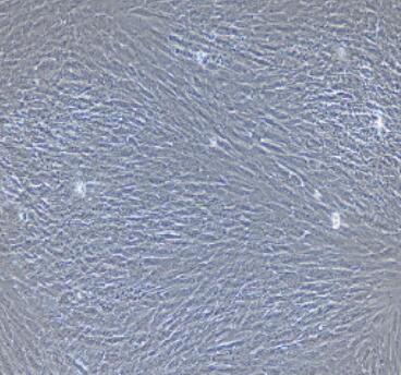 大鼠食管成纤维细胞