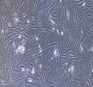 大鼠胃平滑肌细胞