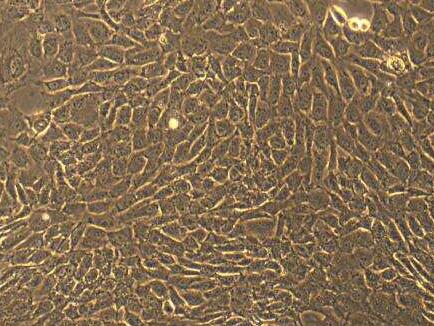 大鼠主动脉弓内皮细胞