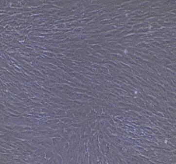 大鼠胃成纤维细胞