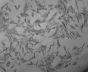 大鼠小肠成纤维细胞