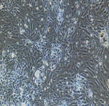 大鼠肝内胆管上皮细胞