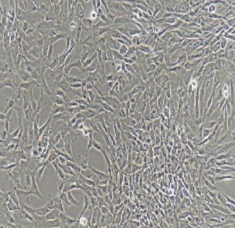 大鼠前列腺成纤维细胞