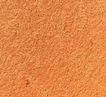 大鼠子宫内膜上皮细胞