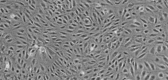 大鼠睾丸间质细胞