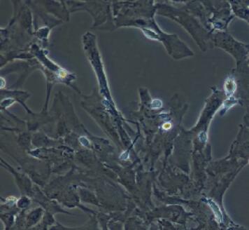 大鼠星形胶质细胞