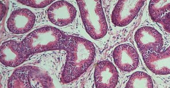 大鼠附睾上皮细胞