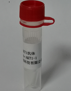 ANTI-AKT1抗体