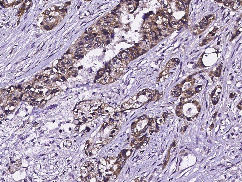 小鼠抗EGFR单克隆抗体