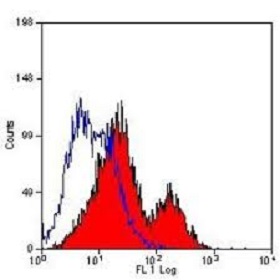 Biotin anti-mouse CD28 Biotin