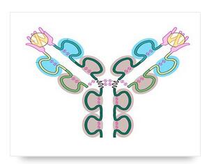 ANTI-TNF RECEPTOR II抗体