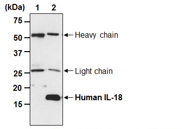 Anti-IL-18 Antibody