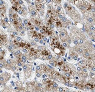 Histone H3.3 antibody