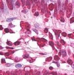 Histone H3.3 Antibody