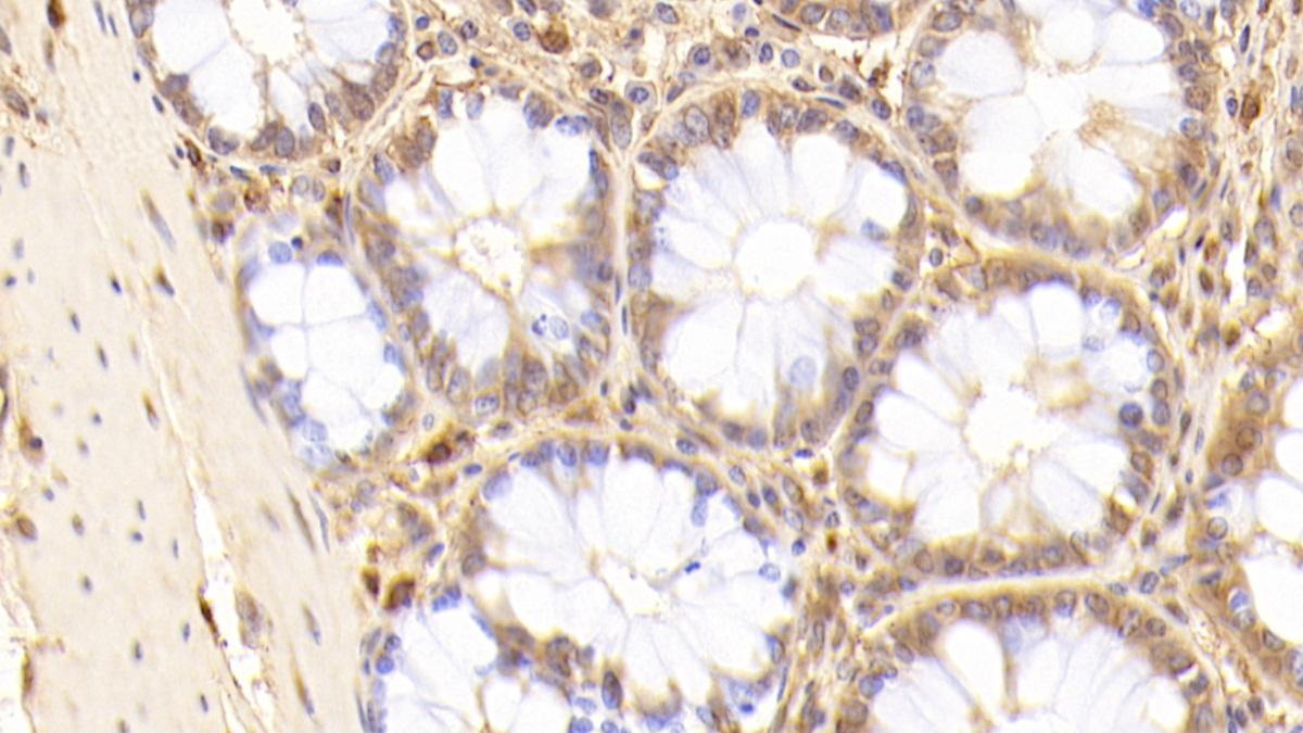 兔抗人IGG(FC)-HRP