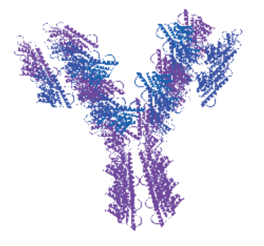 山羊抗小鼠IgG(H&L)HRP标记抗体