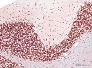 ANTI-NEUN抗体- NEURONAL MARKER