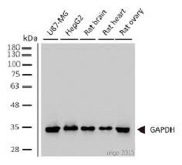 Anti-GAPDH antibody