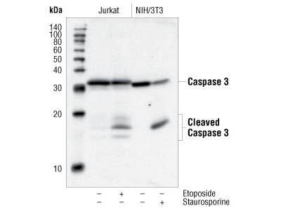 ANTI-CASPASE-3