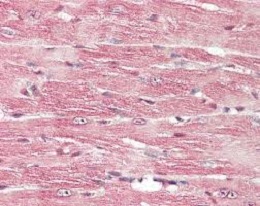 Anti-BDNF Polyclonal Antibody